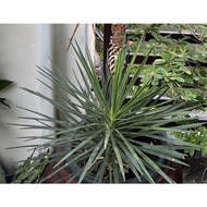 Yucca aloifolia/ Spanish dagger