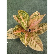 [GREEN LAND] Aglaonema 'Golden Dragon' / Pokok Aglaonema Emas金龙旺财 (live plant)