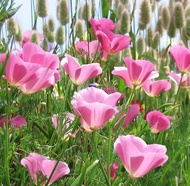 Spring and autumn sowing perennial hardy flower seed green flower seed garden balcony potted flower 