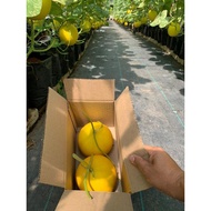 4 BIJI MELON MANIS TERENGGANU (MMT) HARGA TERMASUK SHIPPING. SEGAR DARI LADANG.