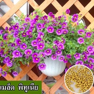 [พร้อมส่ง] เมล็ดพันธุ์พิทูเนียปลูกง่าย เมล็ดพันธุ์ดอกไม้สด 100% เมล็ดพันธุ์ดอกไม้กระถาง เมล็ดพันธุ์ดอกไม้ปลูกได้ทุกสวนในประเทศไทย เมล็ดบอนไซ ดอกไม้สีสันและดอกไม้ประดับสามารถปลูกในลานและสวนผสมสีชมพู (รวม 200 เมล็ดพิทูเนีย)