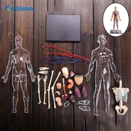 Koolsoo Interactive Human Body Fully Anatomy Figure Human Body Model for Kids Anatomy