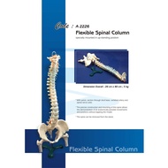 Model of vertebral column with pevils and femur heads, iron stand