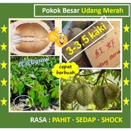 Pokok Besar Durian Udang Merah （3.0-3.5 kaki) D175 红虾榴莲苗 Saping Durian D175 Red Prawn Hong Har