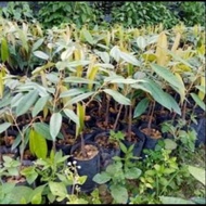 Anak pokok Durian Musang King