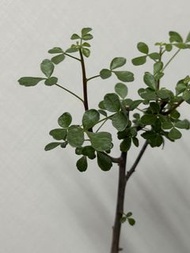 Commiphora kataf 卡塔夫正白皮橄欖（細葉），塊根植物，多肉植物，E➕