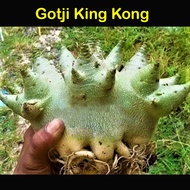 Adenium富贵花 Gotji KingKong  (5/10 Seeds/Benih/种子). Thailand origin. Ready stock in Msia.