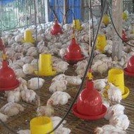 Ayam Broiler/Pedaging (Hidup)