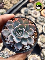 กุหลาบหิน ไม้อวบน้ำ Echeveria "Morning Beauty"