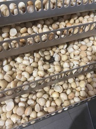 1kg nhân macca sấy chín vỡ đôi