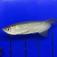 ikan arwana jardini irian papua 17-20cm