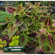 Mother Mayana Coleus "  Live Plants With FREE plastic pot, garden soil and pebbles ( Outdoor Plant a
