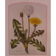 100g Organic Dried Dandelion Leaf Herbal Tea Taraxacum Officinale Natural Herb