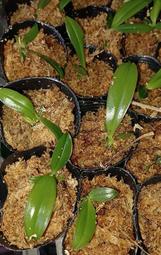 妞妞花園 南洋蝴蝶蘭 蘇門答臘蝴蝶蘭 P.sumatrana 2吋盆 原生實生苗
