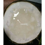 pokok kelapa jelly hybrid