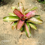 tanaman bromelia compacta pink bromelia ying yang