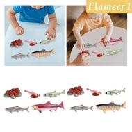 [flameer1] Life Cycle of Salmon Toys Animal Growth Cycle Set for Daycare Presentations