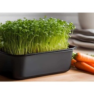 Organic Carrot Microgreens Sweet Edible Greens 10g (7,000-9,000) Seeds Fast Harvest Easy Grow