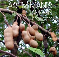 KWALITAS TERBAIK Terlaris Bibit buah Asem Manis Tamarin Thailand VIRAAAALL