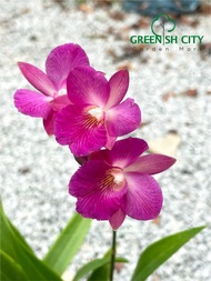 GNC - Orchid Cattleya Flower Plant Pokok Bunga Orkid Hidup 嘉德丽雅兰