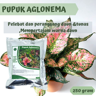 Pupuk Aglonema Organik Penyubur Ampuh Asli cepat beranak tumbuh tunas akar daun  mempertajam warna Daun cocok untuk aglonema red anjamani suksom jaipong  sultan brunei kuning aceh Pupuk Keladi murah gratis ongkir Booster lengkap Pelebat daun rimbun