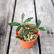 Euphorbia decaryi (live plant)