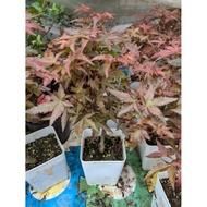 Maple Tree Medium Pots & Planters