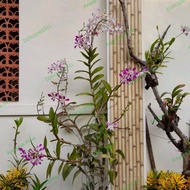 Anggrek Dendrobium Dewasa 50++ Bunga