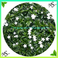 Pokok Bunga Mini Jasmine Ervatamia Dwarf / Anak Pokok Bunga Jasmine / Jeliti / Mawar Siam