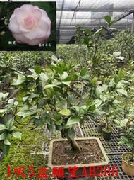 【盛宏茶花】茶花品種︱AB級精品茶花盆栽︱1呎5長方盆︱願望AB306
