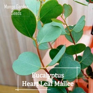 ❤️Heart Leaf Eucalyptus Seeds ❤️- 4 Seed *Big Pot Friendly* Tanam Pasu Besar, Daun Hati, 心叶型桉树种子 - Mango Garden