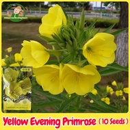 เมล็ดพันธุ์ อีฟนิ่งพริมโรส สีเหลือง บรรจุ 10 เมล็ด บอนสี Yellow Evening Primrose Flower Seeds เมล็ดดอกไม้ เมล็ดบอนสี ดอกไม้ปลูกสวยๆ ต้นไม้มงคล ไม้ประดับ บอนสีสวยๆ ไม้ดอก ต้นบอนสี ต้นไม้ฟอกอากาศ บอนไซ ต้นไม้ พันธุ์ดอกไม้ แต่งบ้านและสวน ปลูกง่าย อัตรางอกสูง