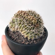 緋牡丹綴化｜Gymnocalycium mihanovichii f. cristata ｜———｜塊根植物｜象牙宮｜龜甲龍｜曲刺妖炎｜橄欖｜象足漆樹｜多肉植物｜龍舌蘭｜嚴龍｜
