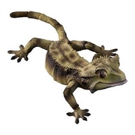 新箱識 🌟9月新貨🌟 現貨 行版 Bandai Advance 扭蛋 生物大圖鑑 鳳頭守宮 睫角守宮 壁虎  綠色