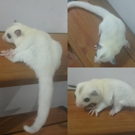 mainan Sugar Glider True Platinum Mozaik