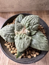 實生怒濤牡丹 多肉植物 塊根 盆栽 仙人掌