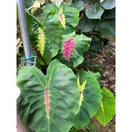 Colocasia Light Pillar