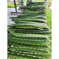 Keratan Batang Benih Anak Pokok Buah Naga Kuning, Merah 火龙果枝条 黄色红色火龙果苗