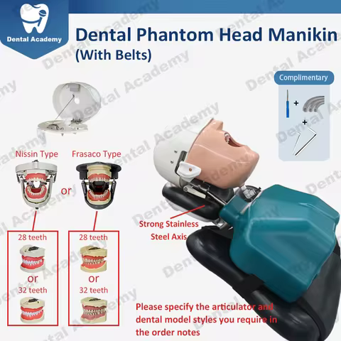 Dental Manikin Phantom Head With Belts Simulation Nissin Frasaco Type with Teeth Training Teaching P