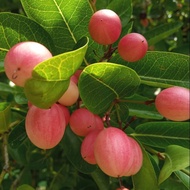 Anak pokok asam renda