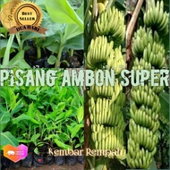 Bibit Pisang Ambon Super/