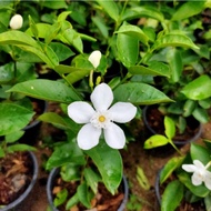 Anak Pokok Bunga Jasmin Thailand