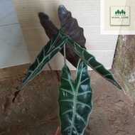 pohon keladi amazon / tanaman keladi amazon