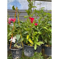 Pokok Bunga Mandevilla / Pokok Bunga Menjalar