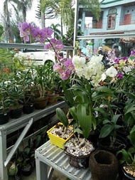 Anggrek dendrobium  jual anggrek dendro  tanaman makassar