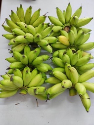 Pisang Boyen Pisang organik 1KG tanpa racun serangga tanam sendiri Organic Banana 🍌