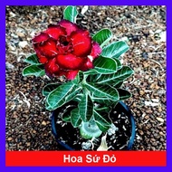 Combo 4 cây hoa sứ thái kép ( hoa sứ đỏ + hoa sứ vàng + hoa sứ trắng + hoa sứ tím )