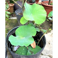 Nelumbo Nucifera/Lotus Plant