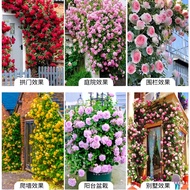 【New store opening limited time offer fast delivery】Chinese Rose Climbing Vine Rose Seed Seeds Everblooming Potted Flowe