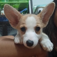 anjing corgi betina stmb vaksin